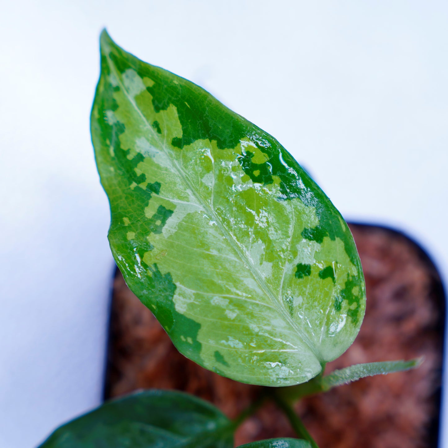 <TZ便>Aglaonema Pictum Aceh Tricolor【T-031019-b-x】