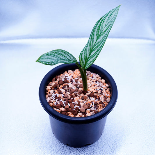 <カーティシー>Aglaonema Nitidum “Curtisii” UND220612