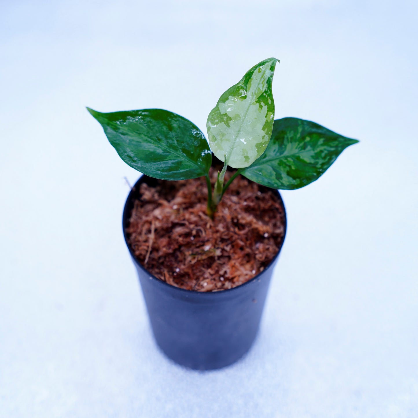 <TZ便>Aglaonema Pictum Aceh Tricolor【T-131220-b-6】