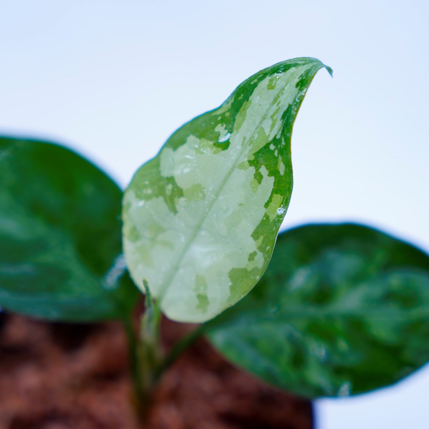 <TZ便>Aglaonema Pictum Aceh Tricolor【T-131220-b-6】