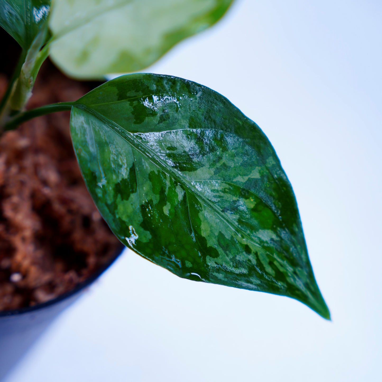 <TZ便>Aglaonema Pictum Aceh Tricolor【T-131220-b-6】