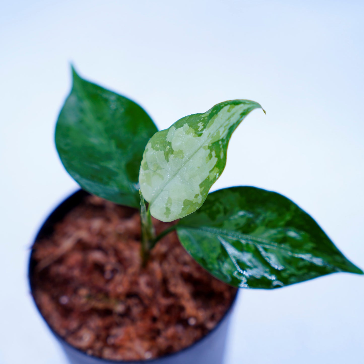 <TZ便>Aglaonema Pictum Aceh Tricolor【T-131220-b-6】