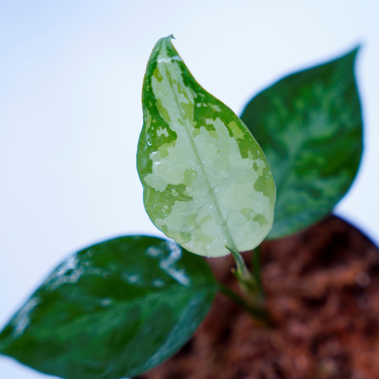 <TZ便>Aglaonema Pictum Aceh Tricolor【T-131220-b-6】