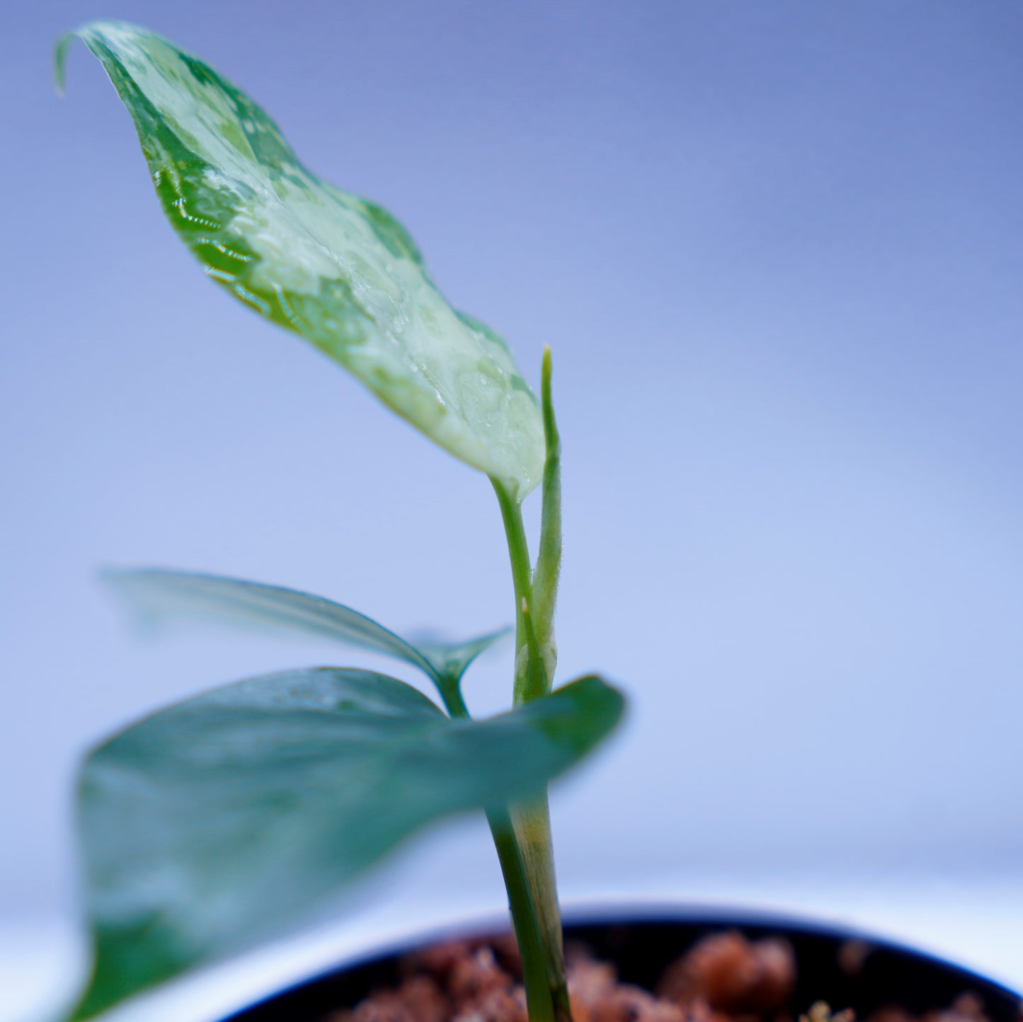 <TZ便>Aglaonema Pictum Aceh Tricolor【T-131220-b-6】