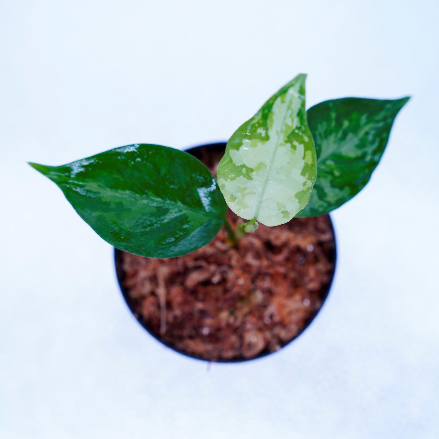 <TZ便>Aglaonema Pictum Aceh Tricolor【T-131220-b-6】