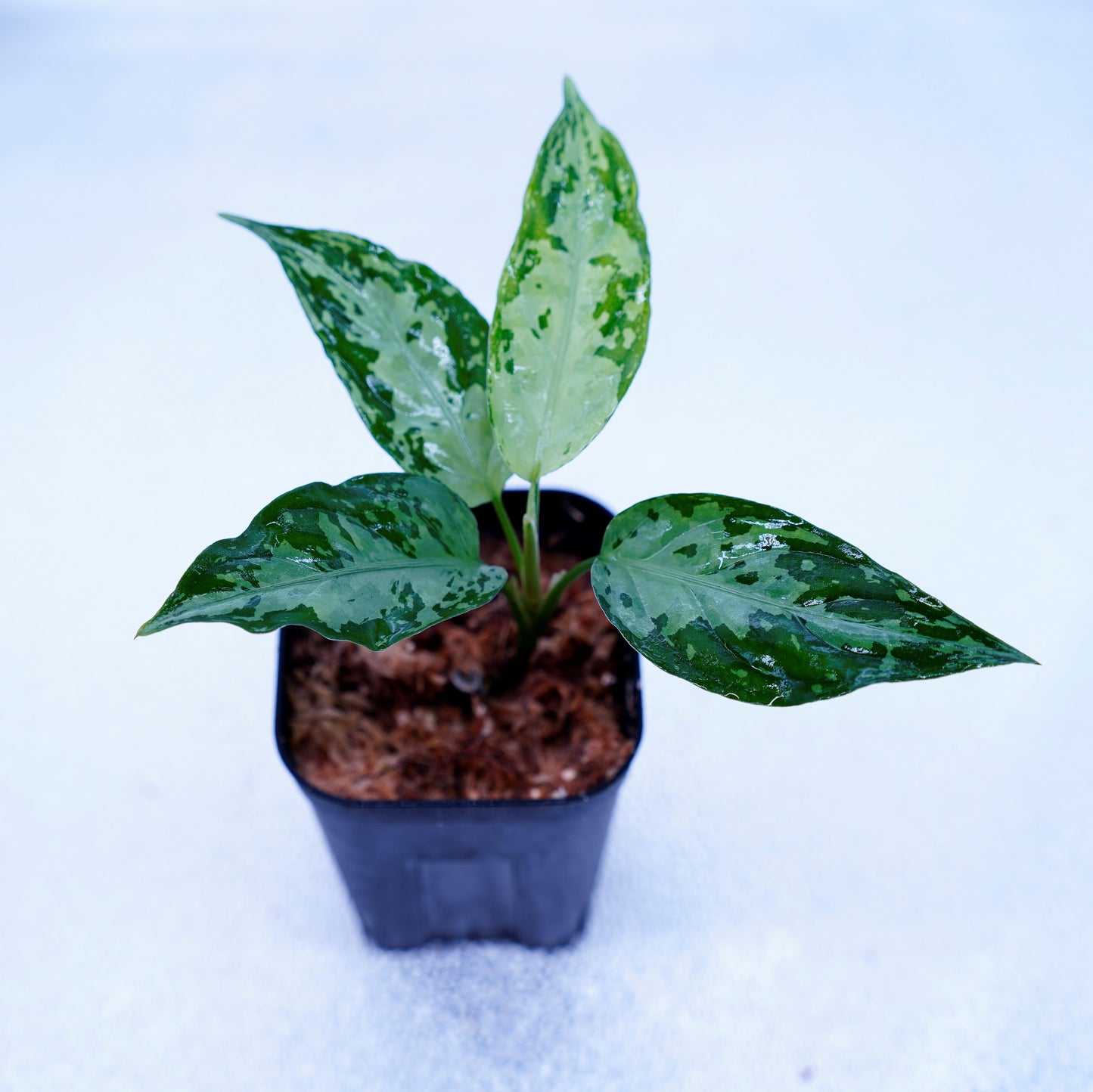<オリジナル>Aglaonema Pictum Multicolor UND “MARYAM”