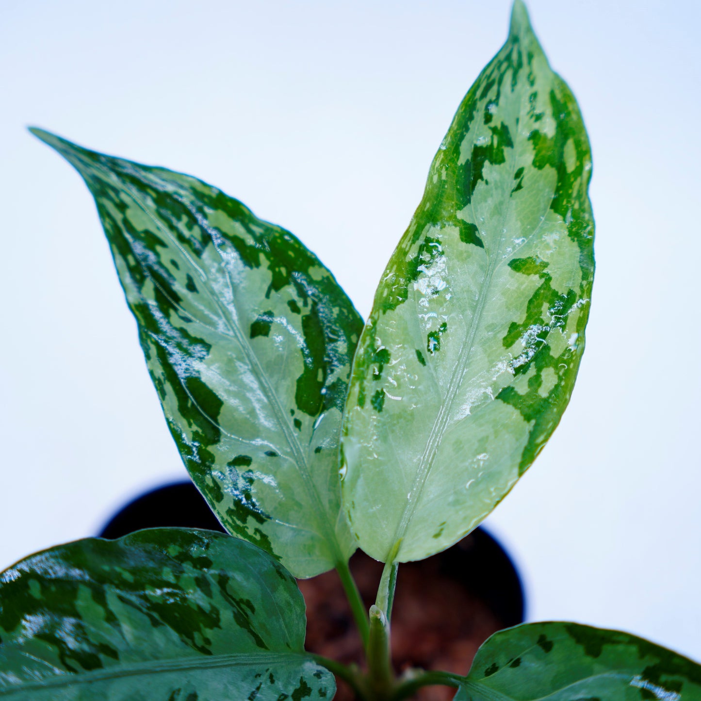 <オリジナル>Aglaonema Pictum Multicolor UND “MARYAM”