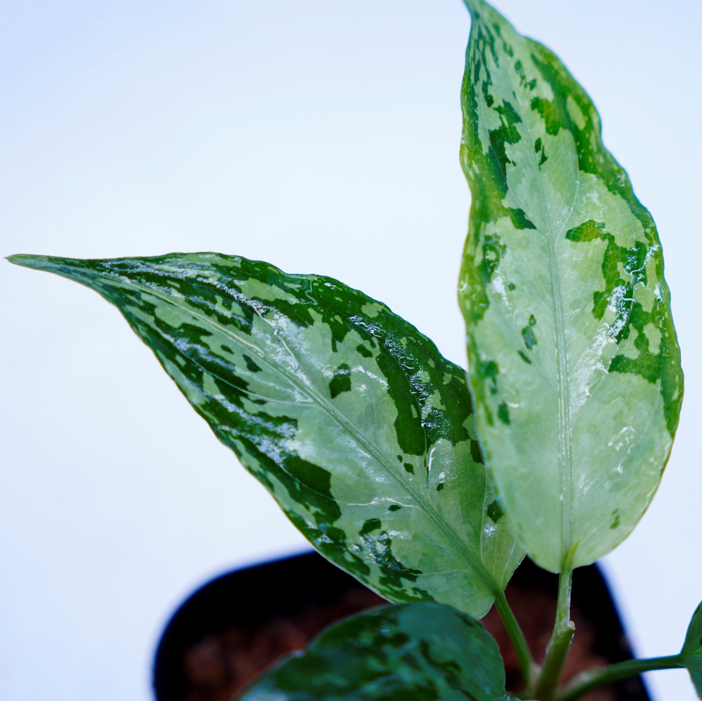 <オリジナル>Aglaonema Pictum Multicolor UND “MARYAM”