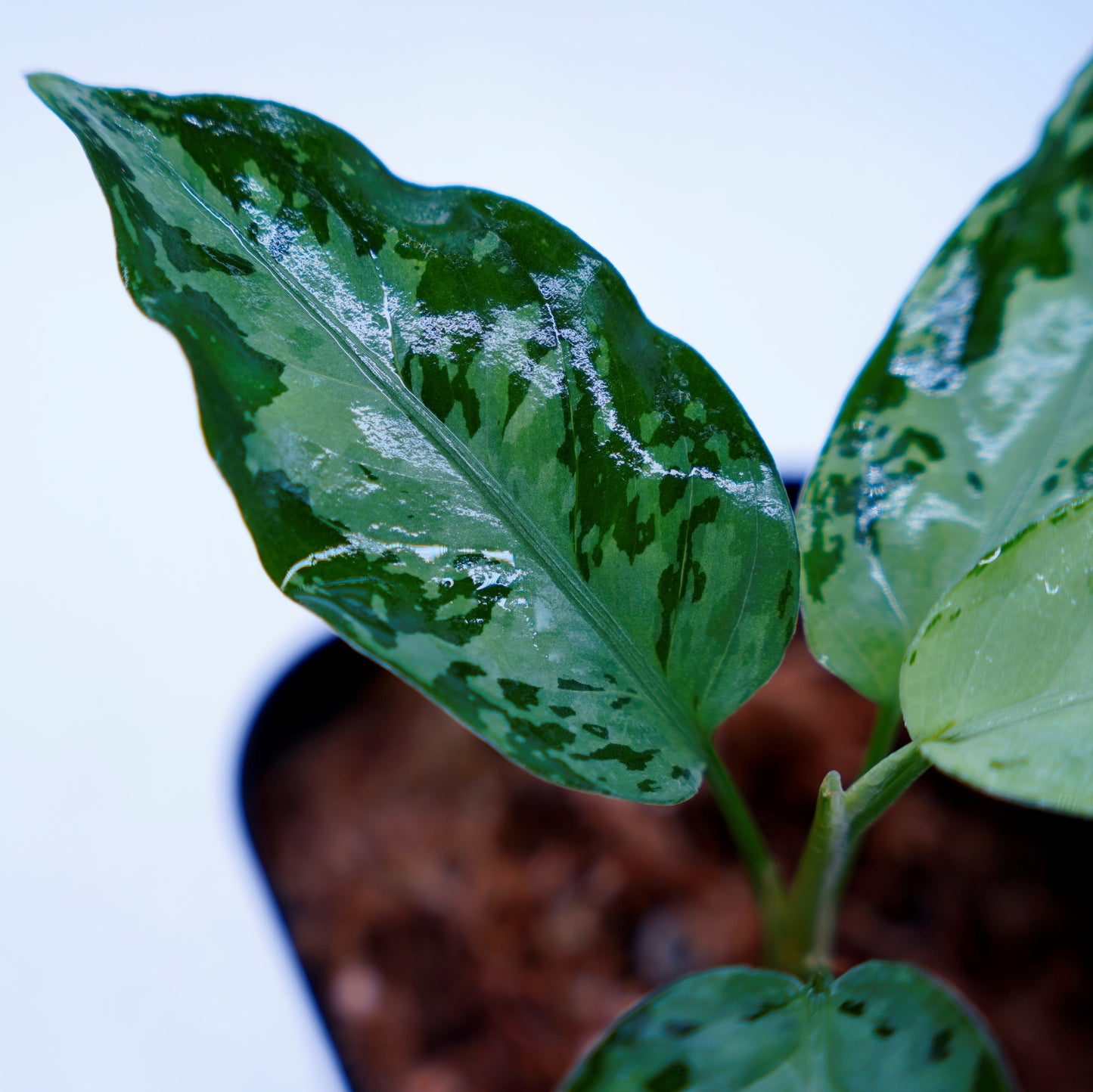 <オリジナル>Aglaonema Pictum Multicolor UND “MARYAM”