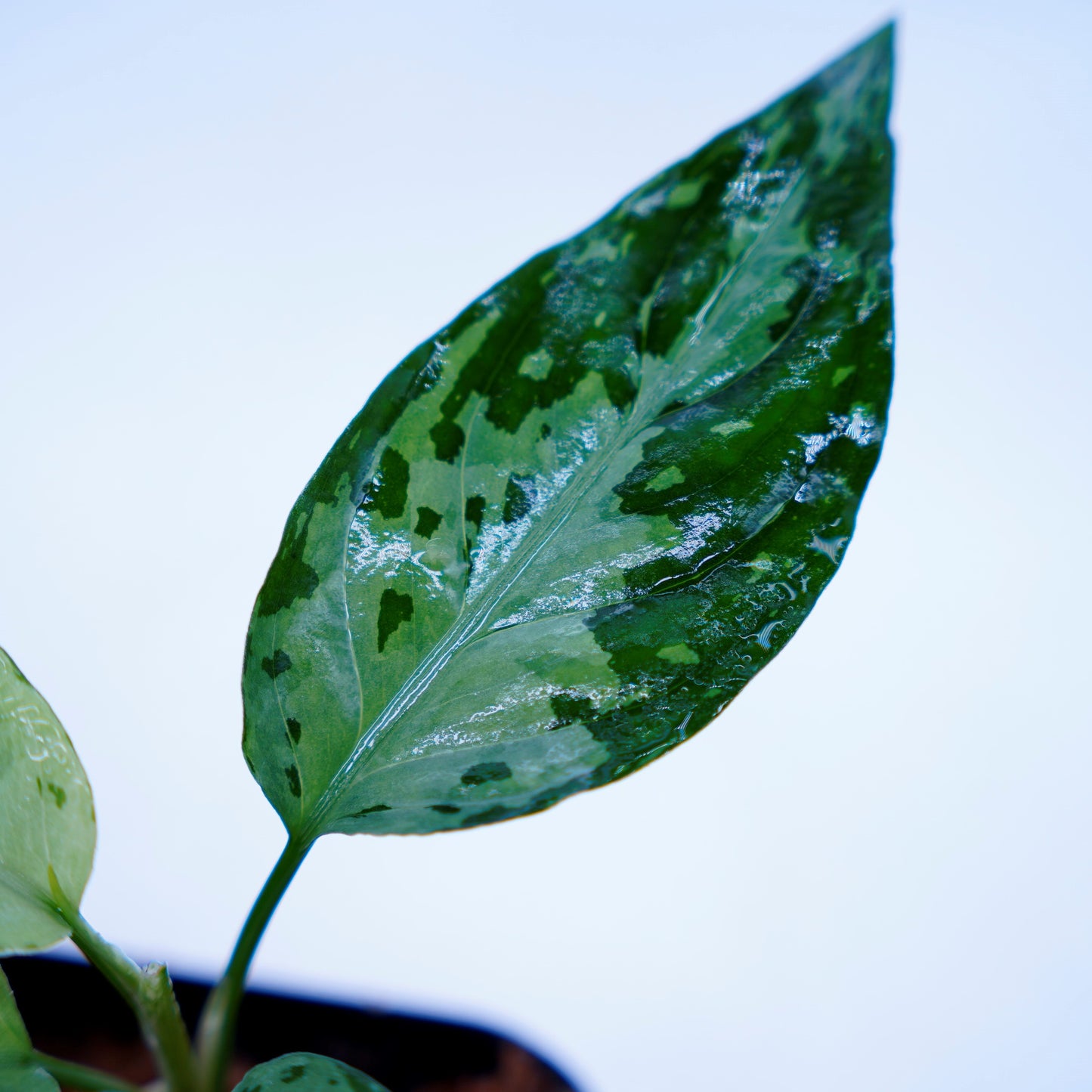 <オリジナル>Aglaonema Pictum Multicolor UND “MARYAM”