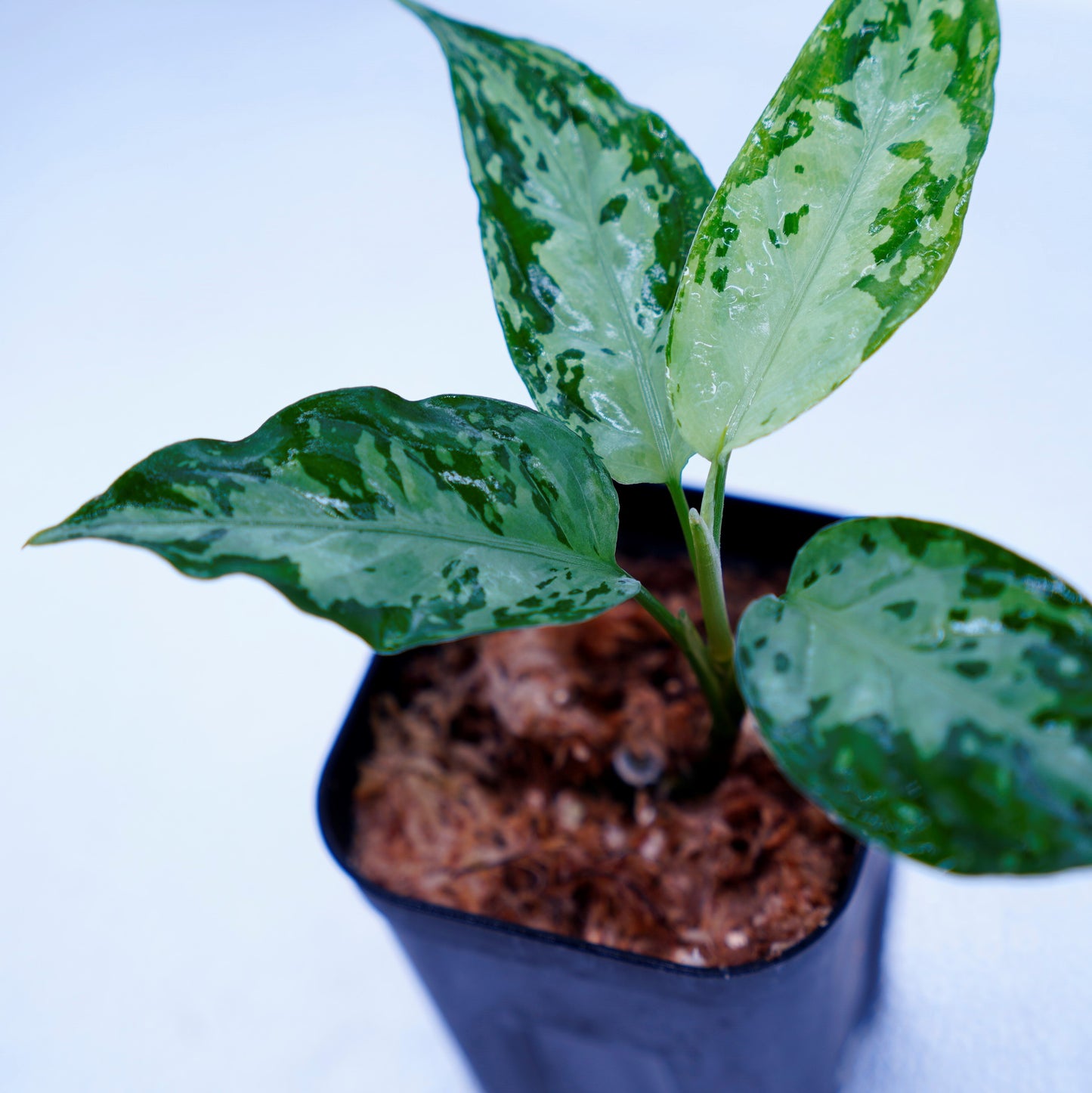 <オリジナル>Aglaonema Pictum Multicolor UND “MARYAM”