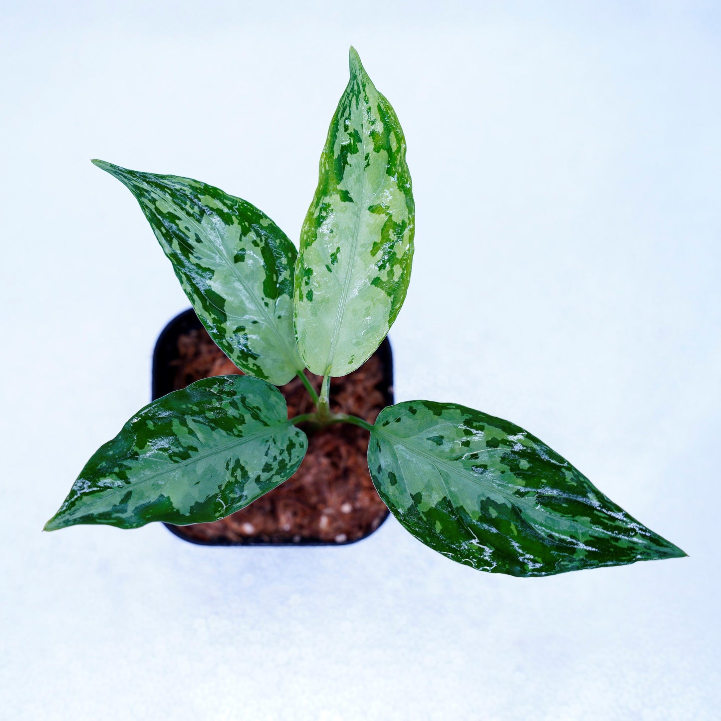 <オリジナル>Aglaonema Pictum Multicolor UND “MARYAM”