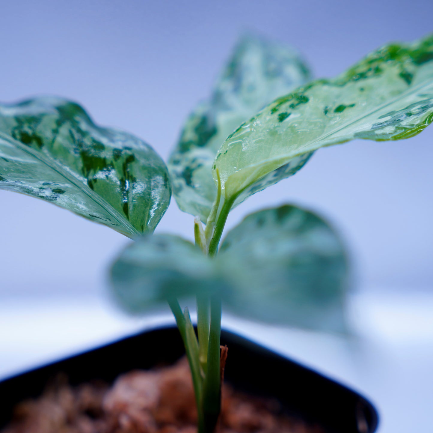 <オリジナル>Aglaonema Pictum Multicolor UND “MARYAM”