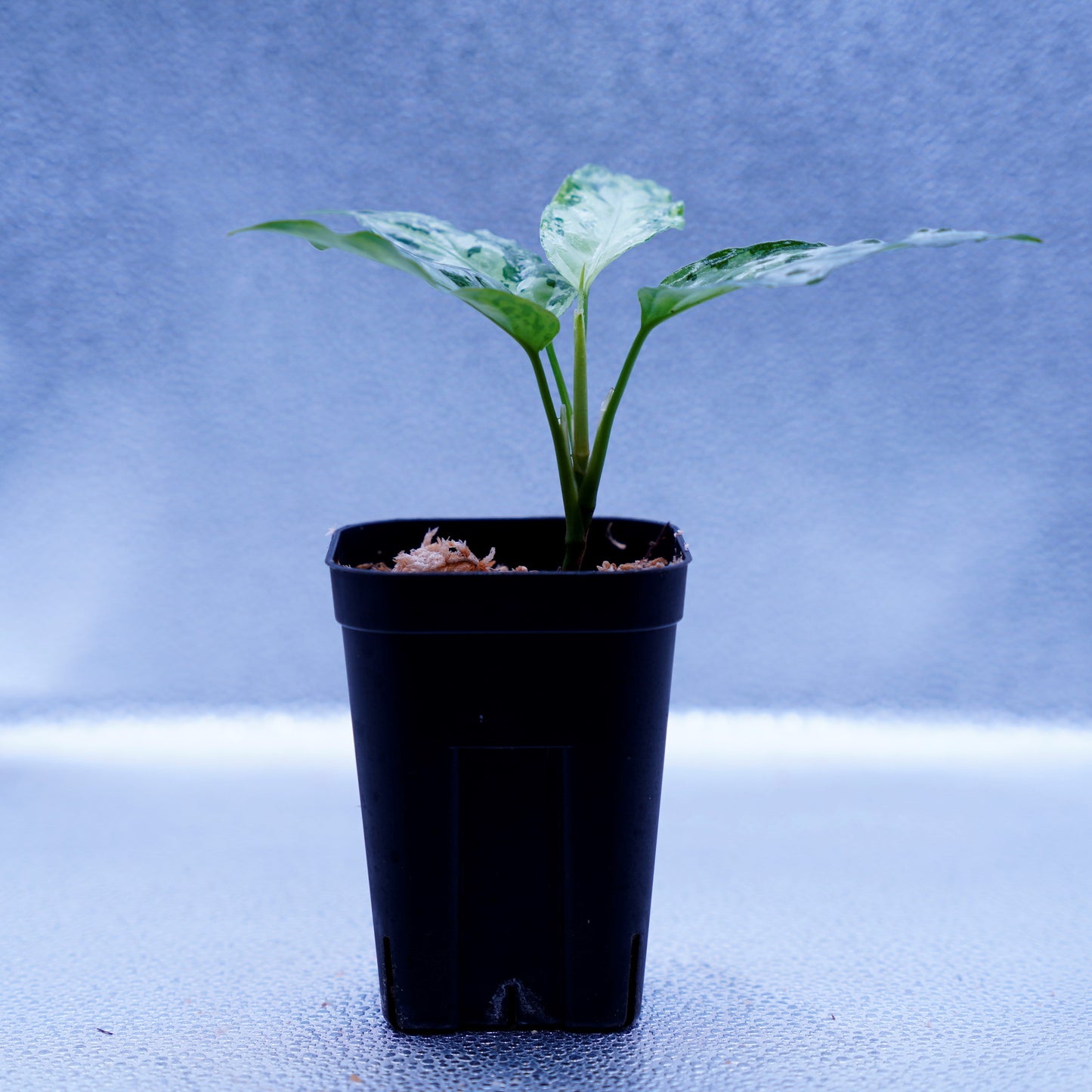 <オリジナル>Aglaonema Pictum Multicolor UND “MARYAM”