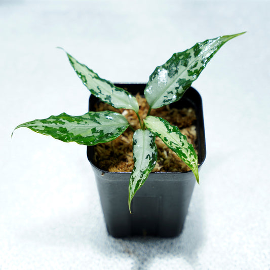 <TZ便>Aglaonema Pictum Aceh 【T-020519-b-2産地】