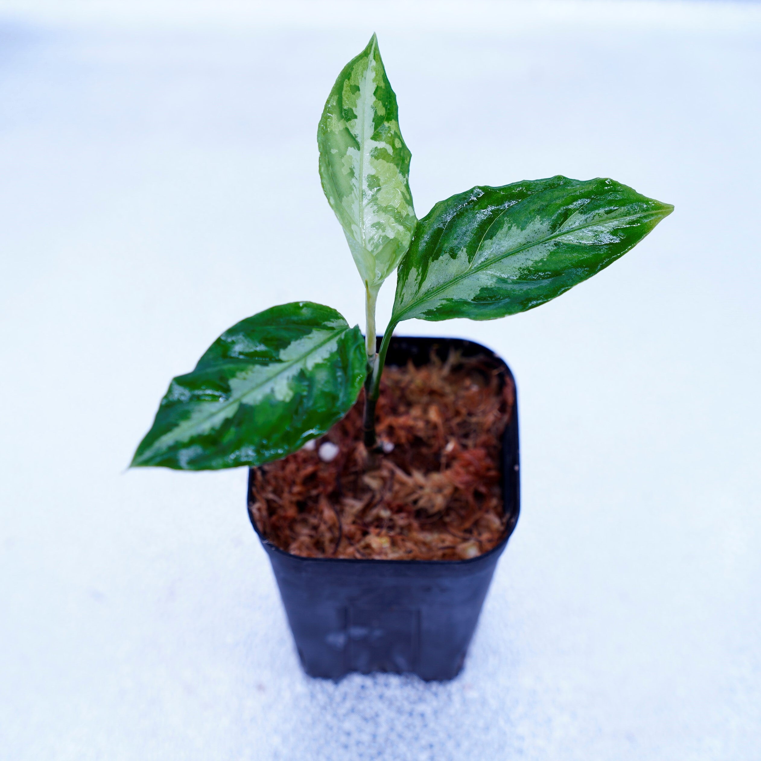 完璧 LA便＞Aglaonema Pictum Tricolor【LA0815-Z-P-41】 – undried その他観葉植物