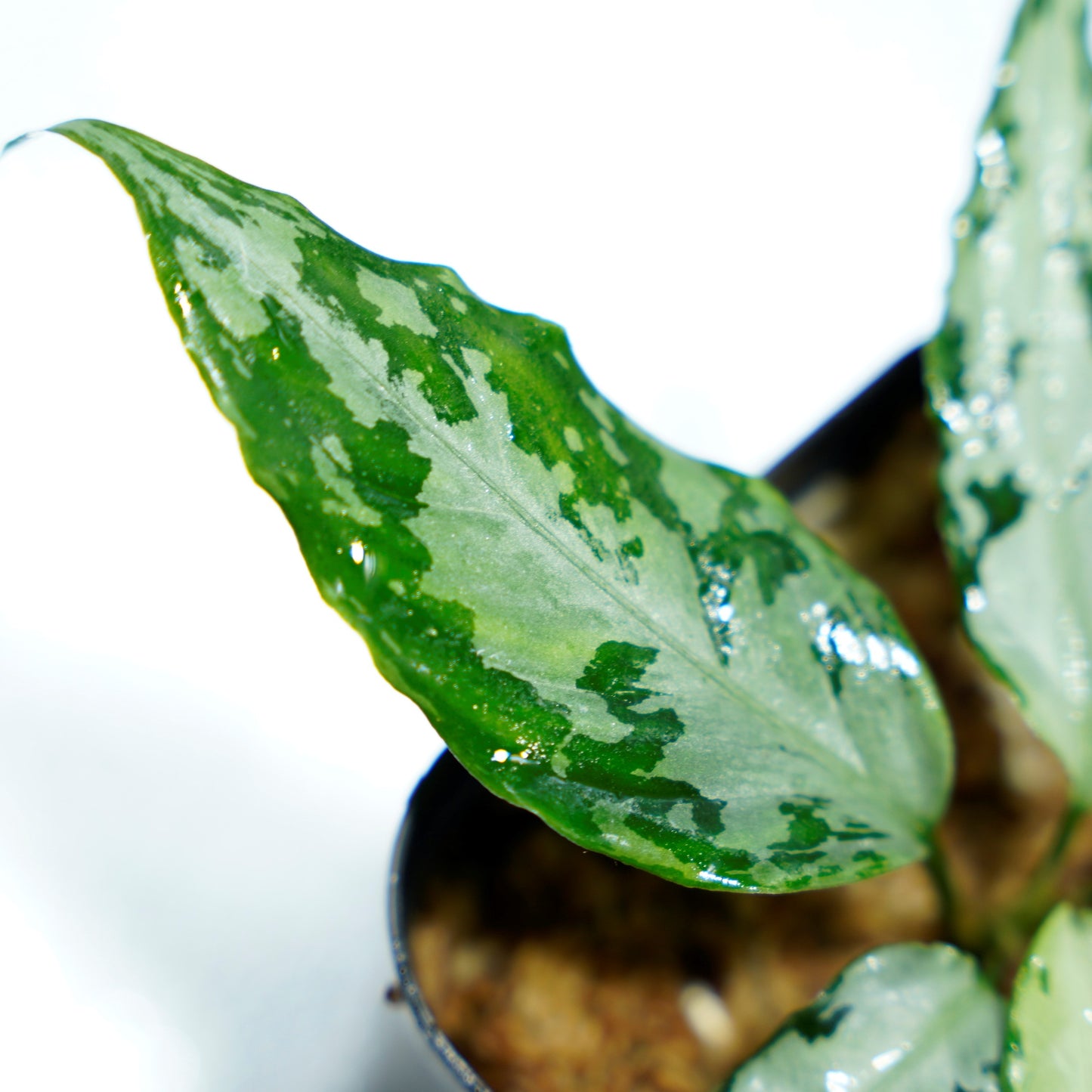 <TZ便>Aglaonema Pictum Aceh 【T-020519-b-2産地】