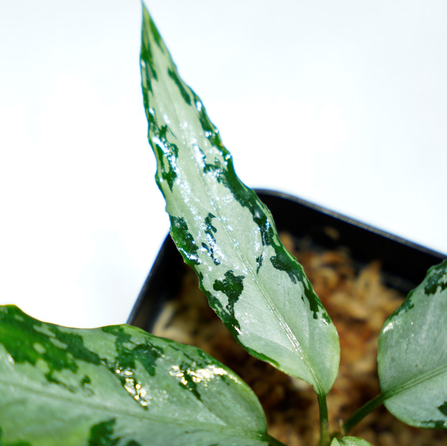 <TZ便>Aglaonema Pictum Aceh 【T-020519-b-2産地】