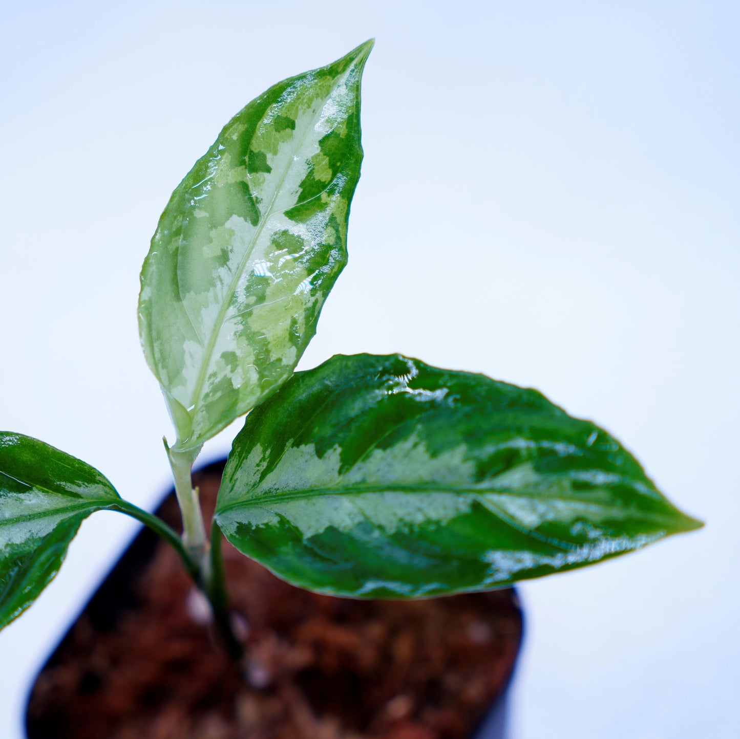 <LA便>Aglaonema Pictum Tricolor【LA0815-Z-P-41】