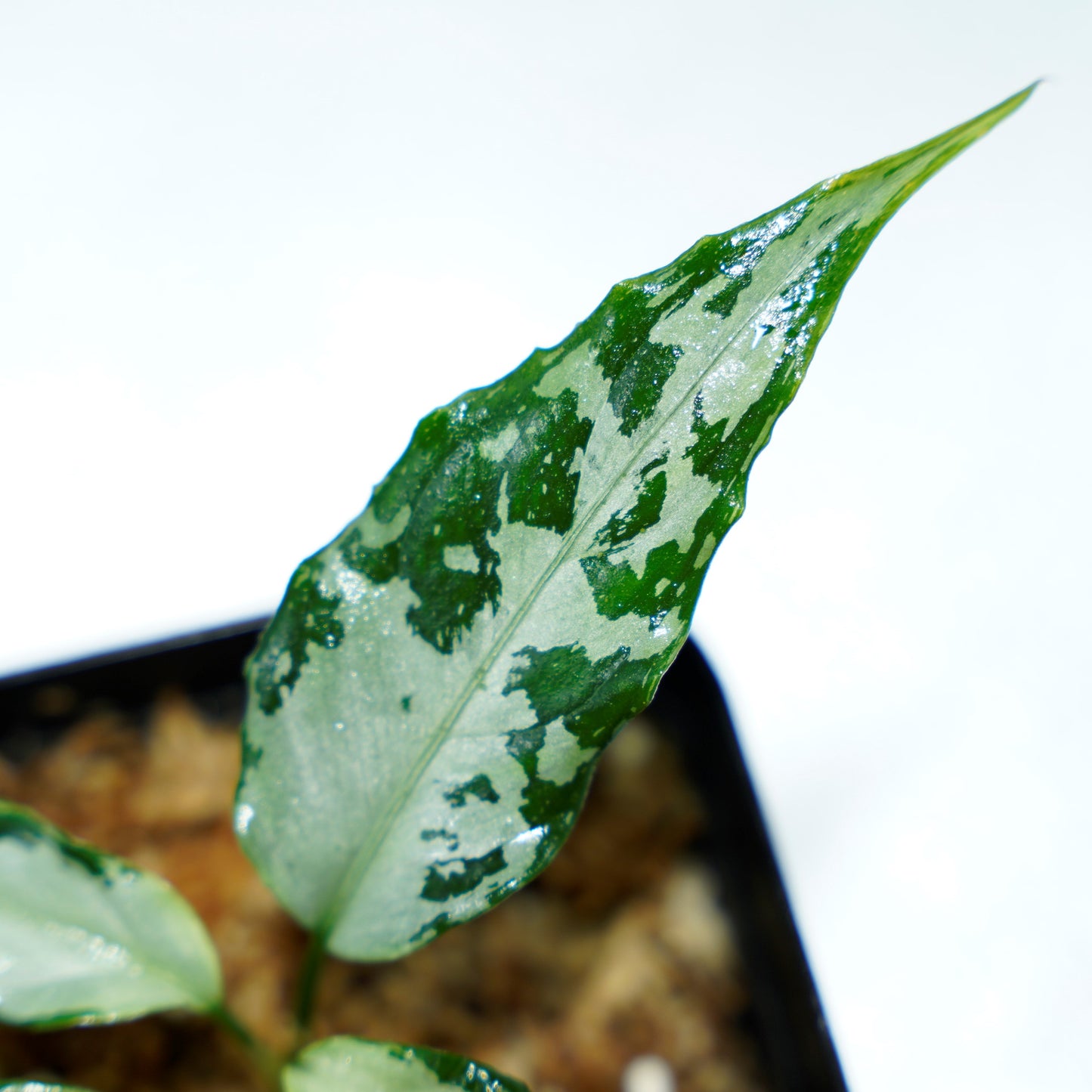 <TZ便>Aglaonema Pictum Aceh 【T-020519-b-2産地】