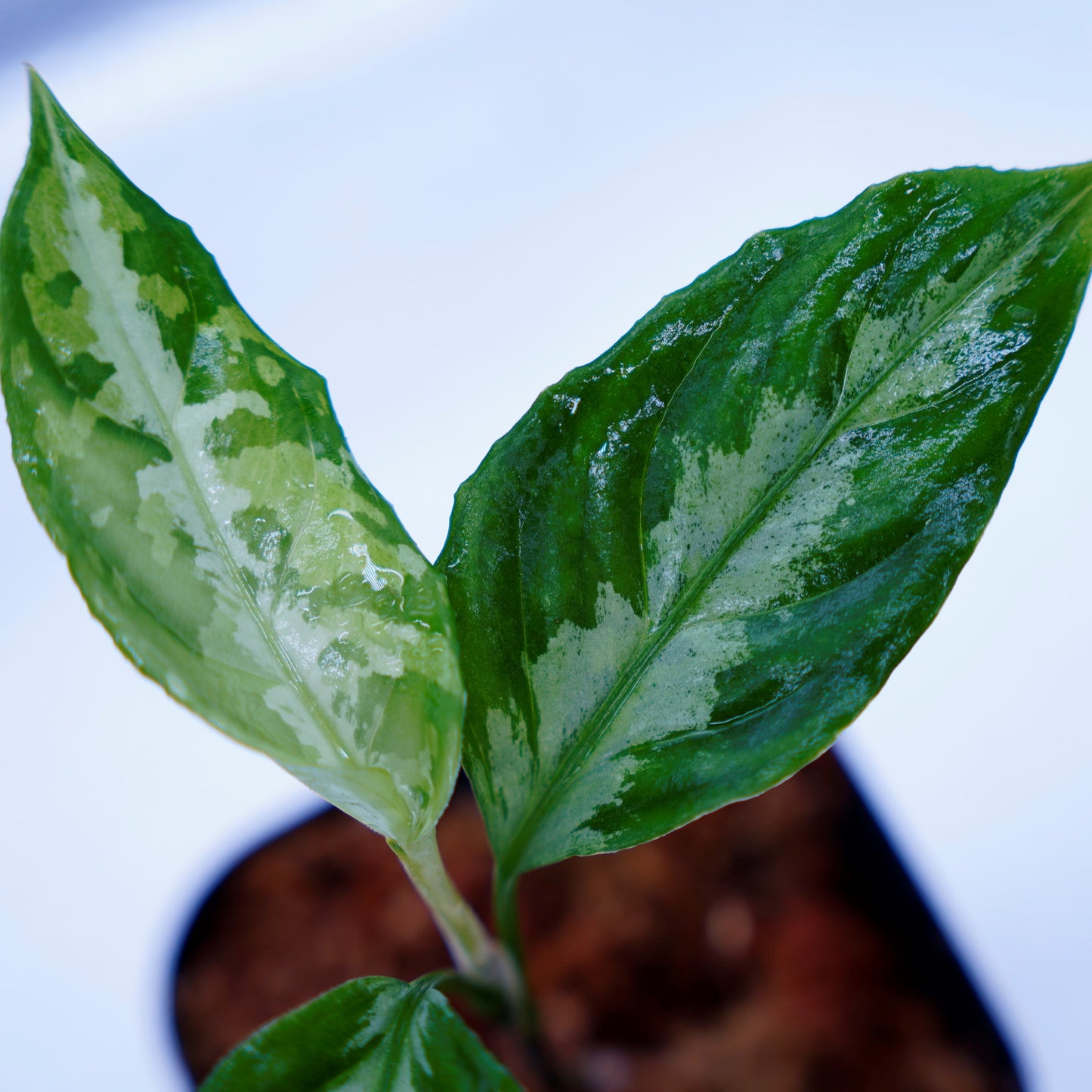 <LA便>Aglaonema Pictum Tricolor【LA0815-Z-P-41】