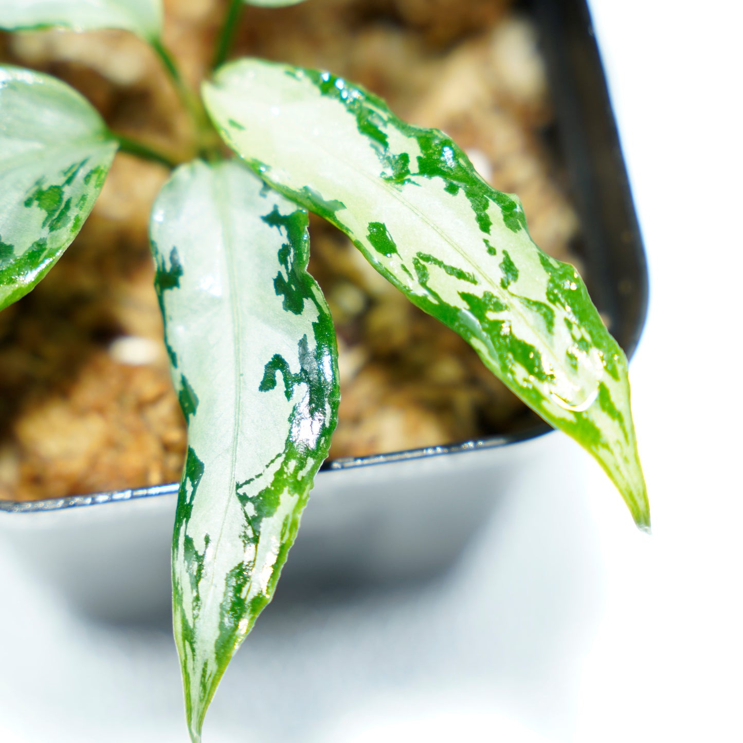 <TZ便>Aglaonema Pictum Aceh 【T-020519-b-2産地】