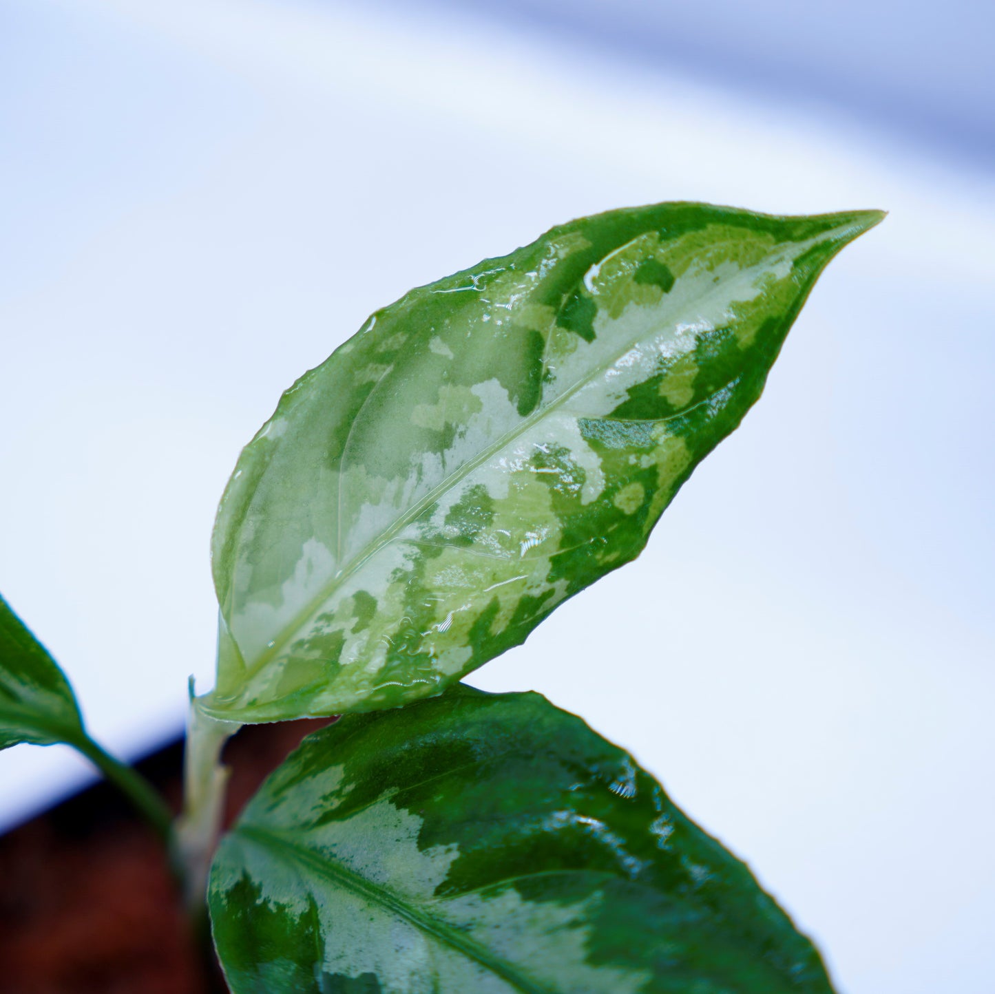 <LA便>Aglaonema Pictum Tricolor【LA0815-Z-P-41】