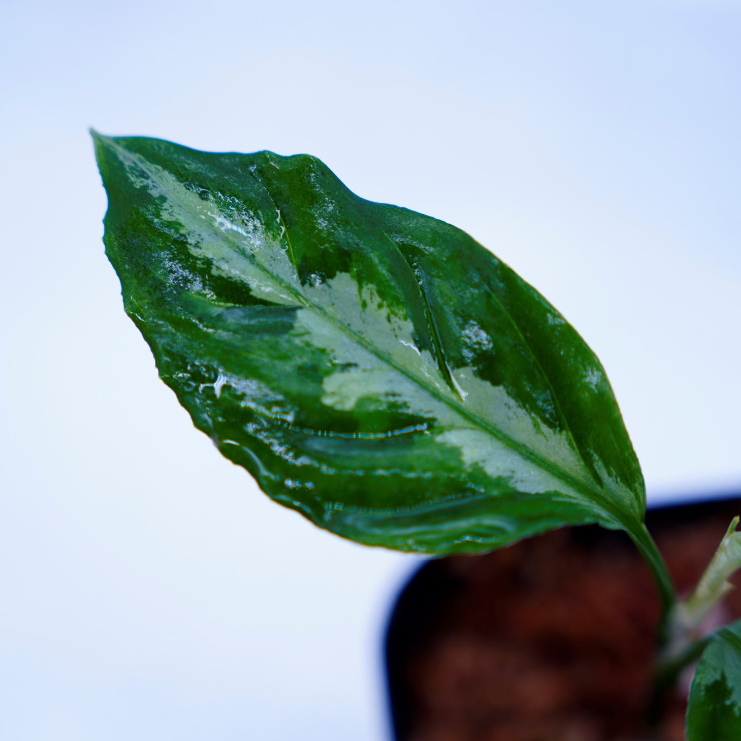 <LA便>Aglaonema Pictum Tricolor【LA0815-Z-P-41】