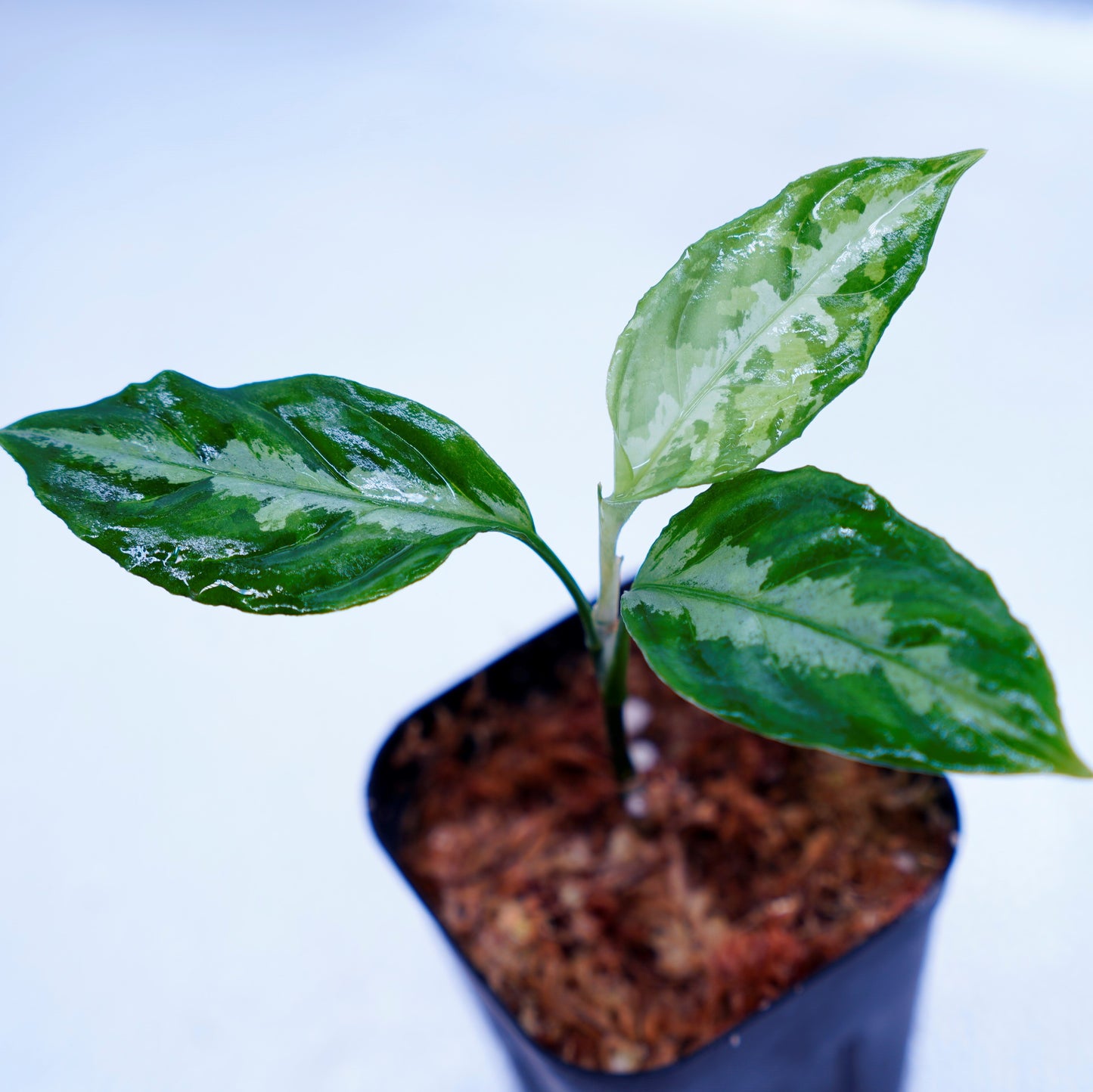 <LA便>Aglaonema Pictum Tricolor【LA0815-Z-P-41】
