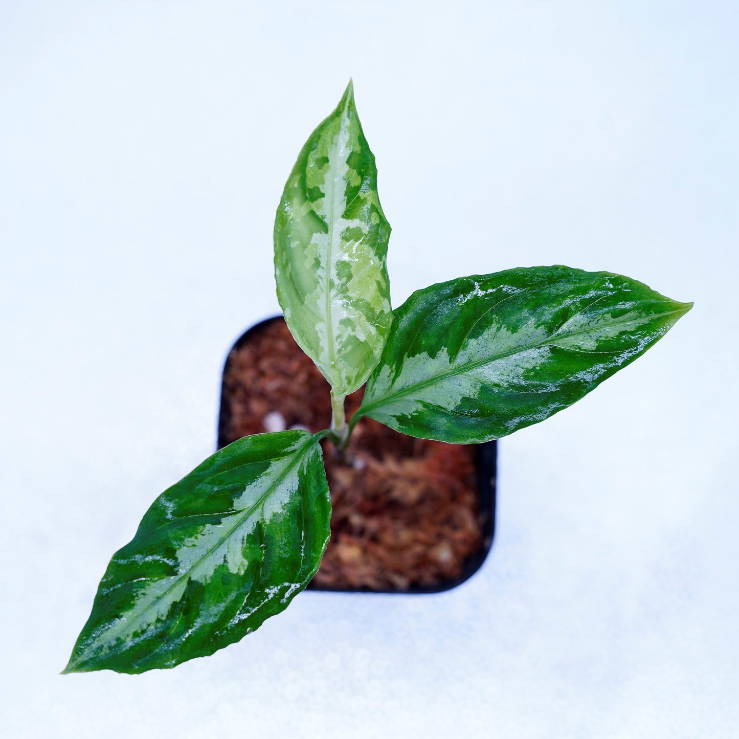 <LA便>Aglaonema Pictum Tricolor【LA0815-Z-P-41】