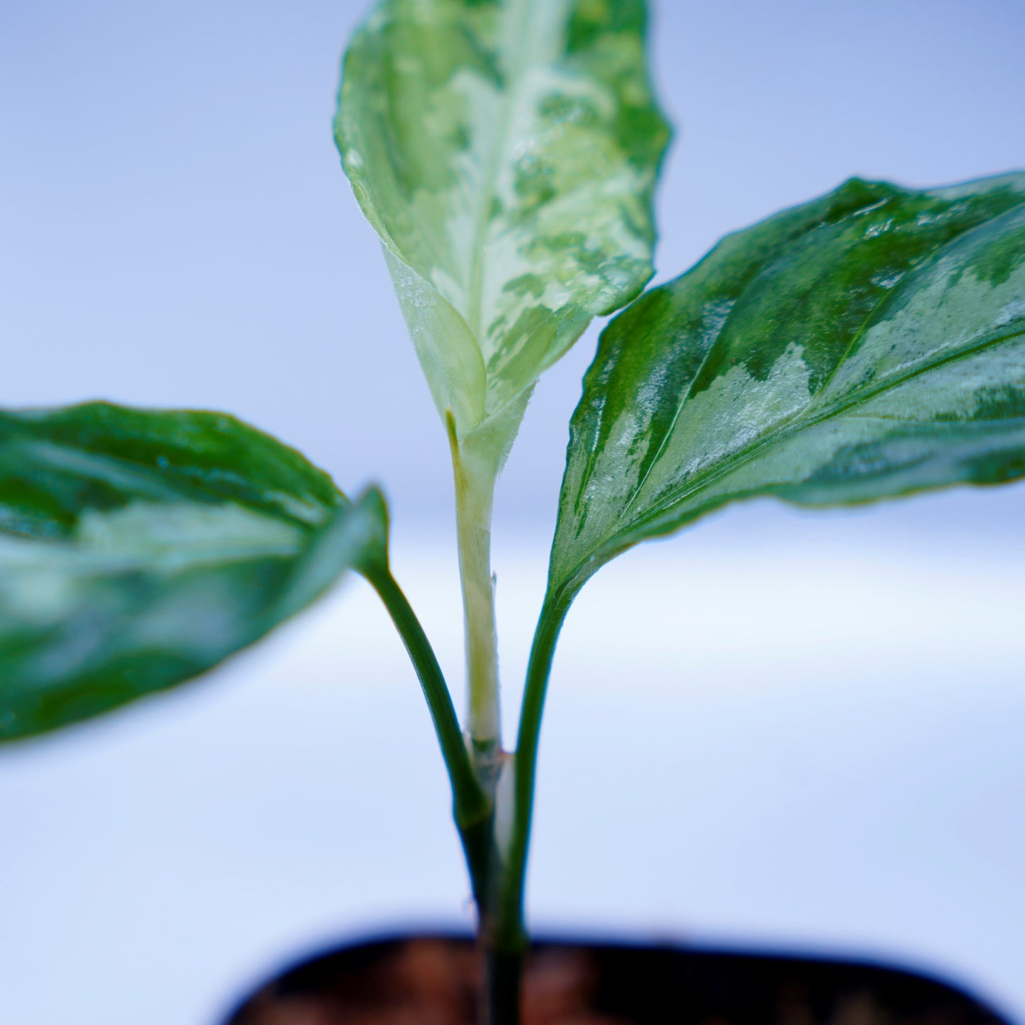 <LA便>Aglaonema Pictum Tricolor【LA0815-Z-P-41】
