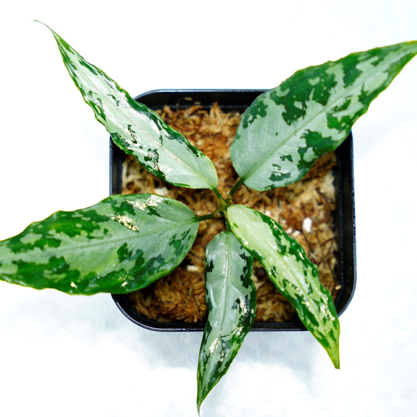 <TZ便>Aglaonema Pictum Aceh 【T-020519-b-2産地】