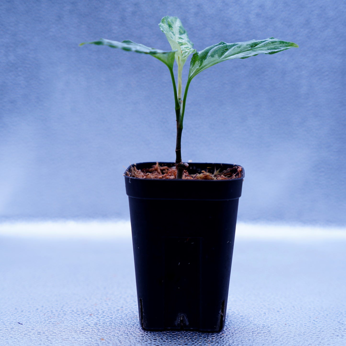 <LA便>Aglaonema Pictum Tricolor【LA0815-Z-P-41】