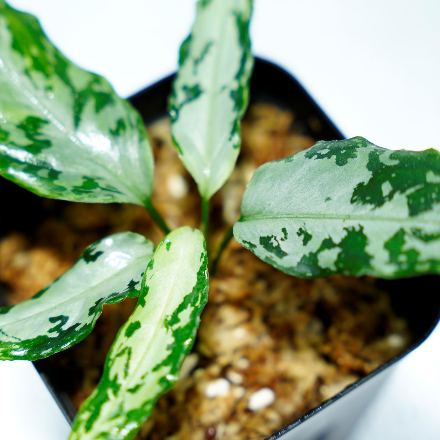 <TZ便>Aglaonema Pictum Aceh 【T-020519-b-2産地】