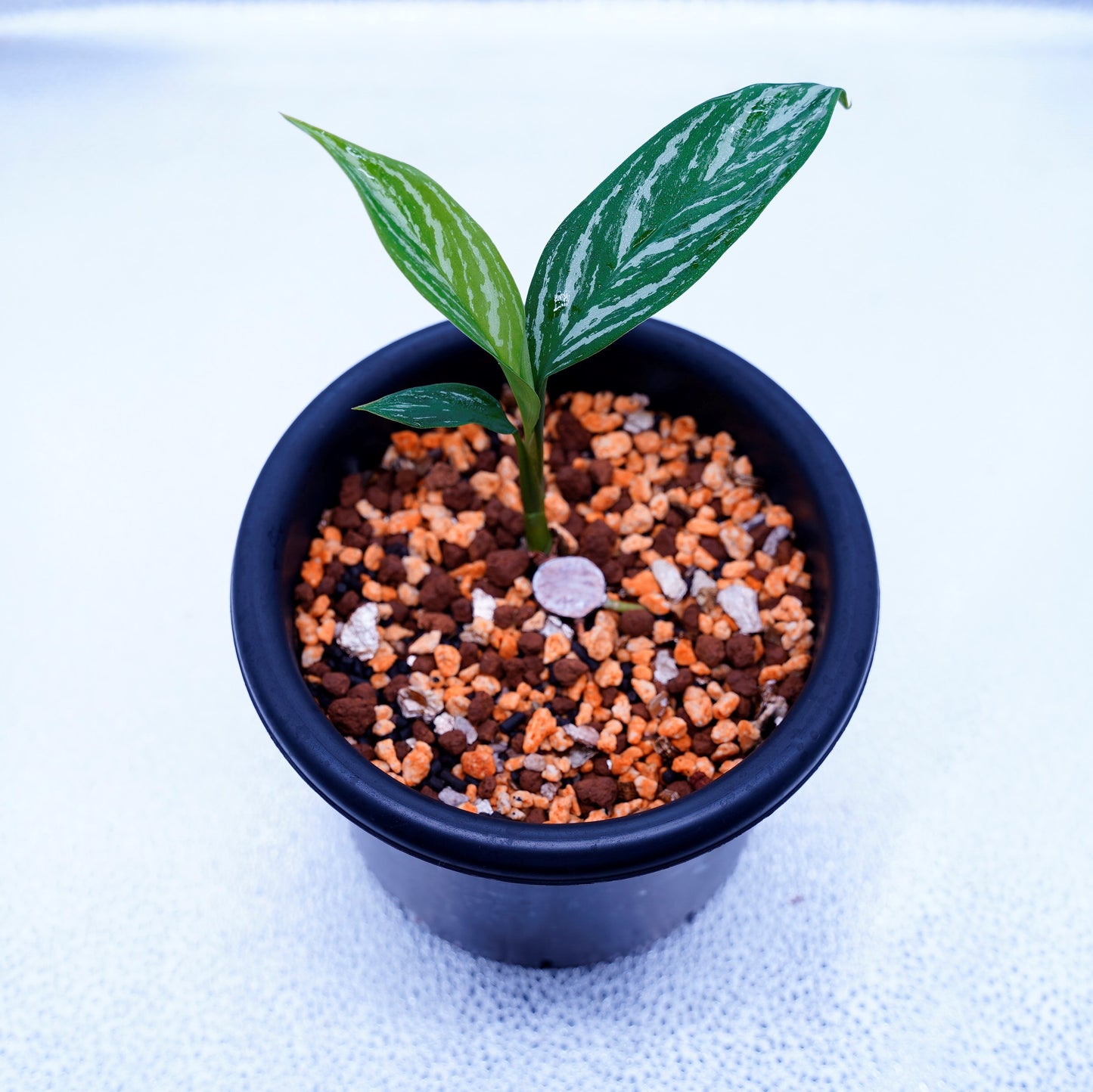 <カーティシー>Aglaonema Nitidum “Curtisii” UND220618