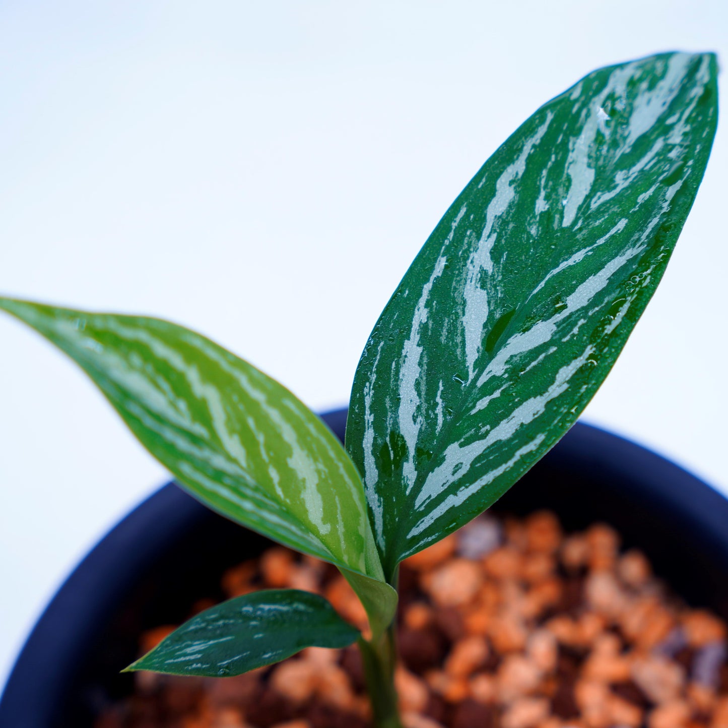 <カーティシー>Aglaonema Nitidum “Curtisii” UND220618