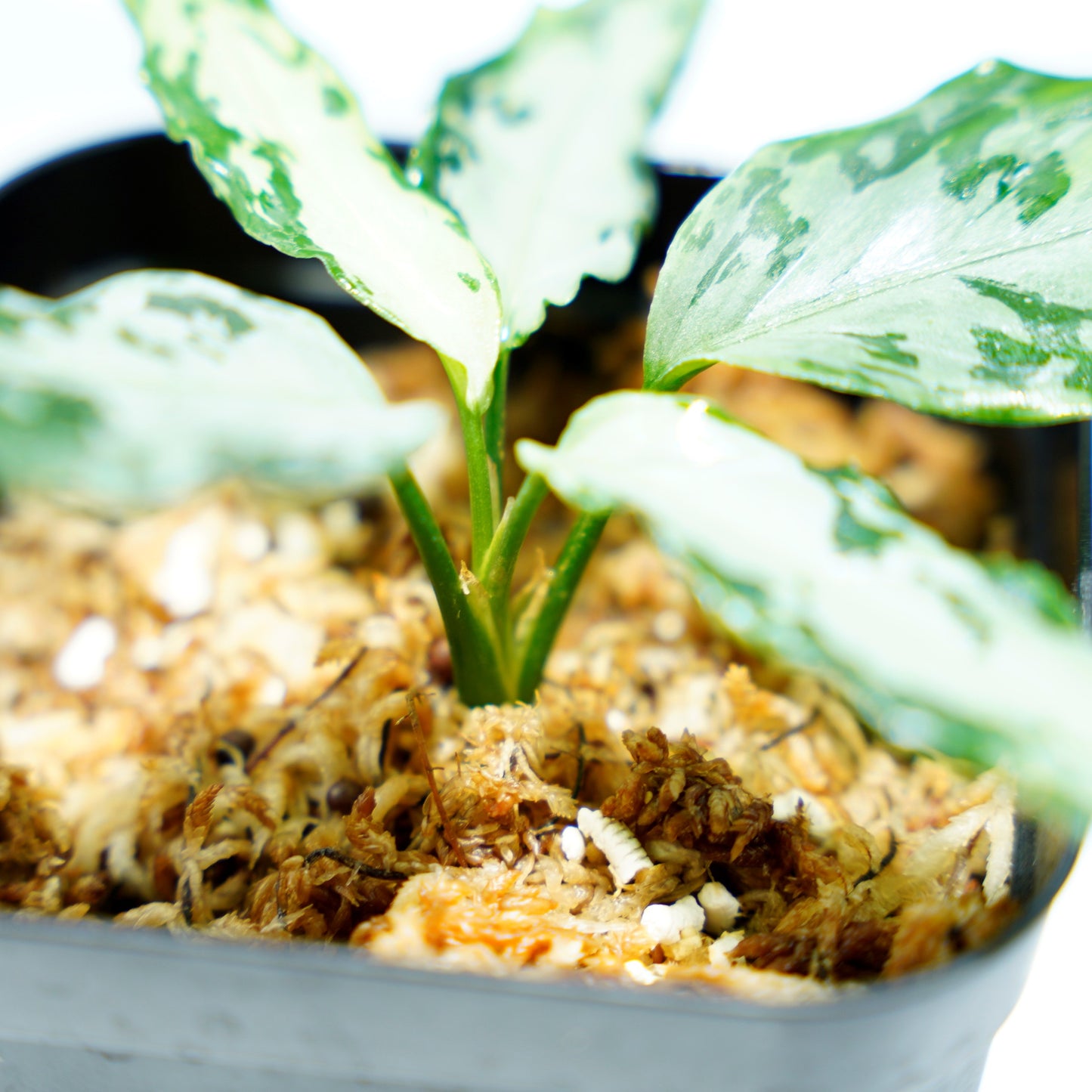 <TZ便>Aglaonema Pictum Aceh 【T-020519-b-2産地】