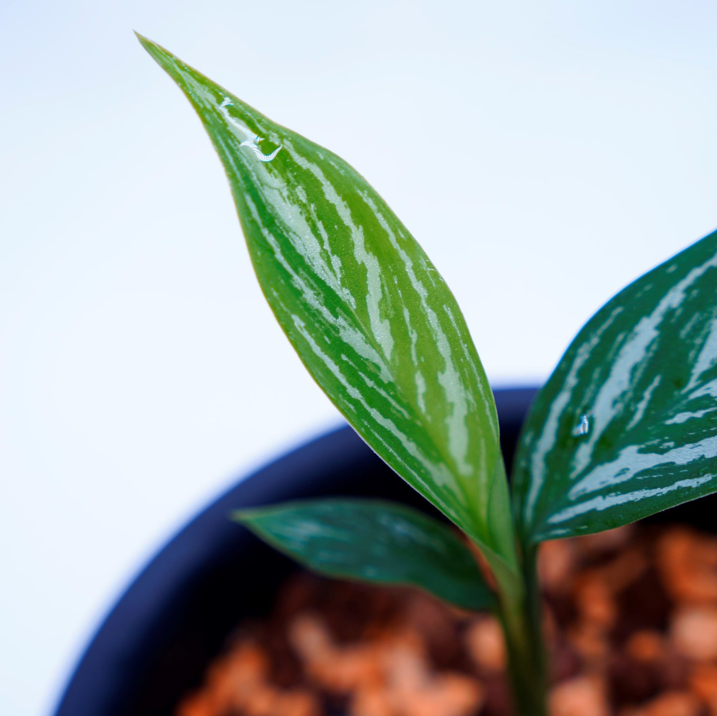 <カーティシー>Aglaonema Nitidum “Curtisii” UND220618