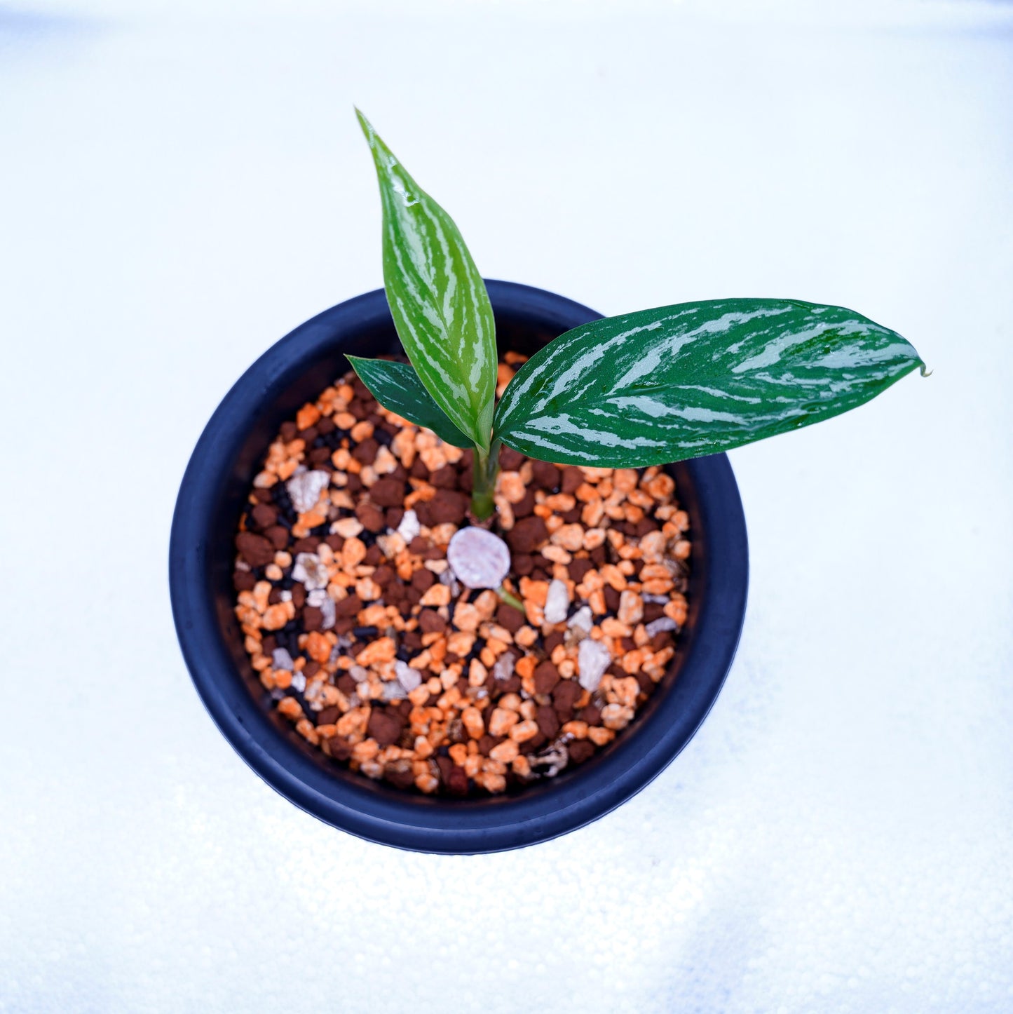 <カーティシー>Aglaonema Nitidum “Curtisii” UND220618