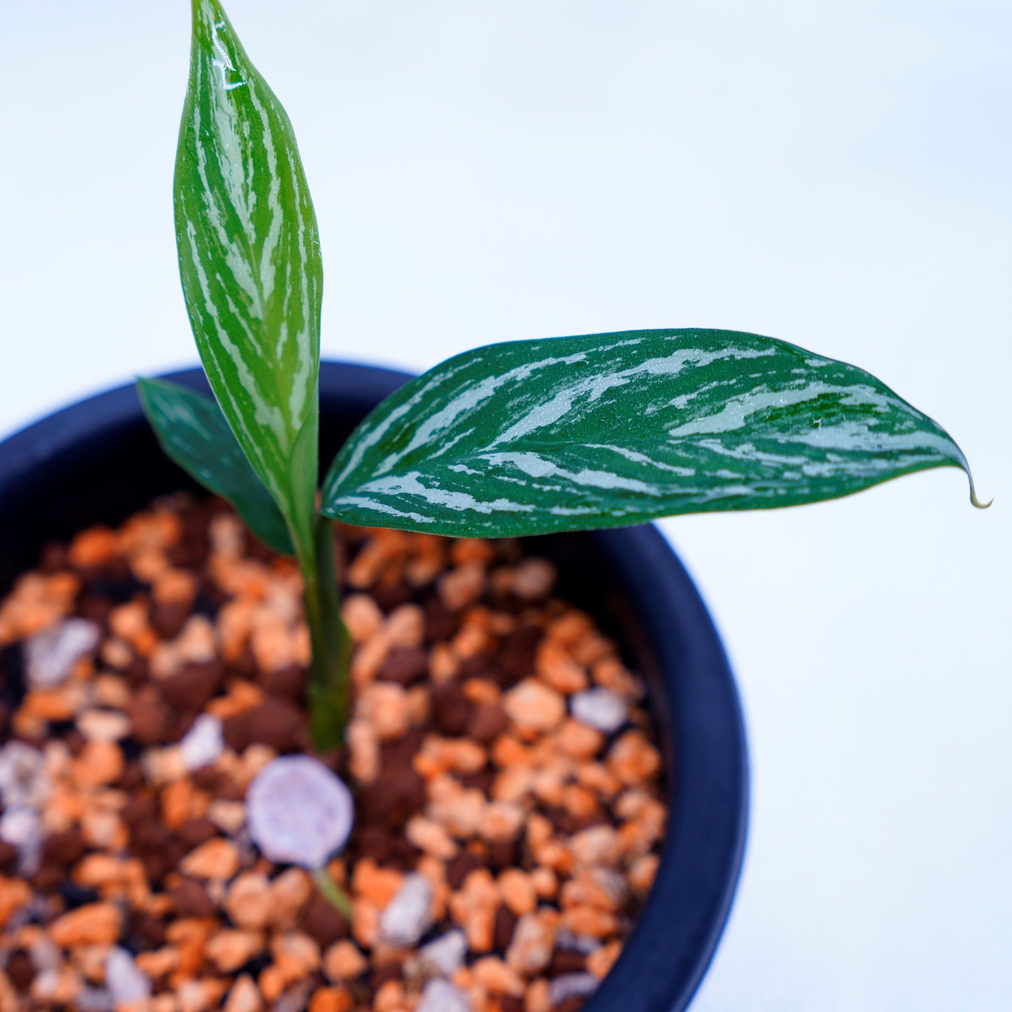 <カーティシー>Aglaonema Nitidum “Curtisii” UND220618