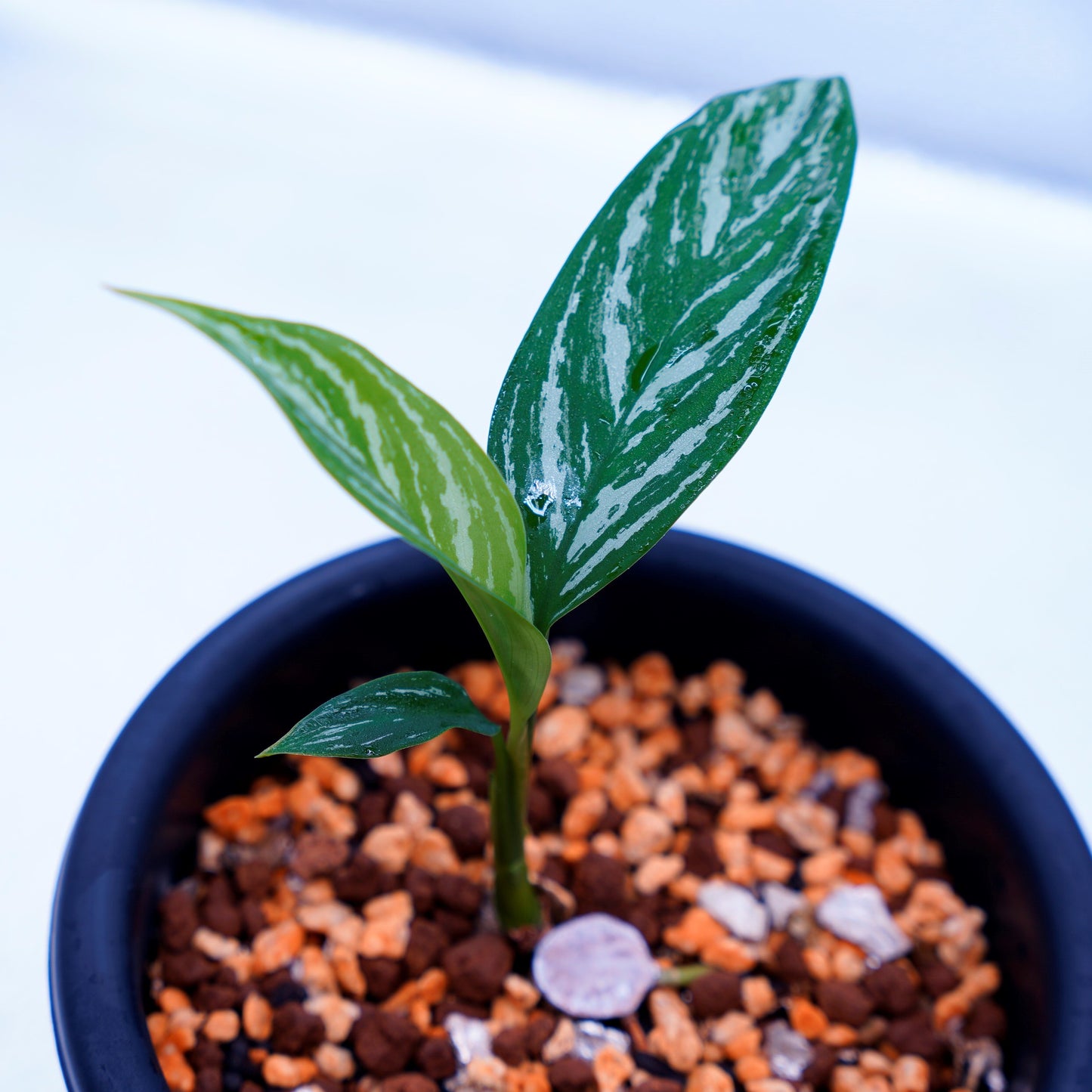 <カーティシー>Aglaonema Nitidum “Curtisii” UND220618