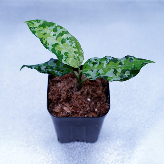 <出射便>Aglaonema Pictum Tricolor “Andaman” Port Blair