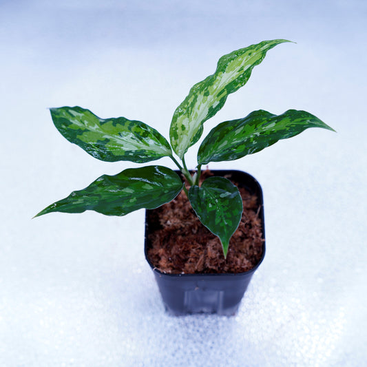 <オリジナル>Aglaonema Pictum Tricolor UND 【CLANE】ver. Splash
