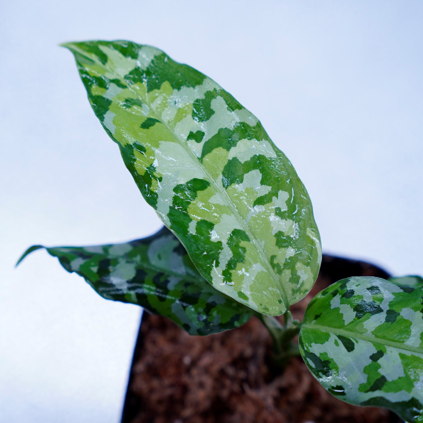 <出射便>Aglaonema Pictum Tricolor “Andaman” Port Blair