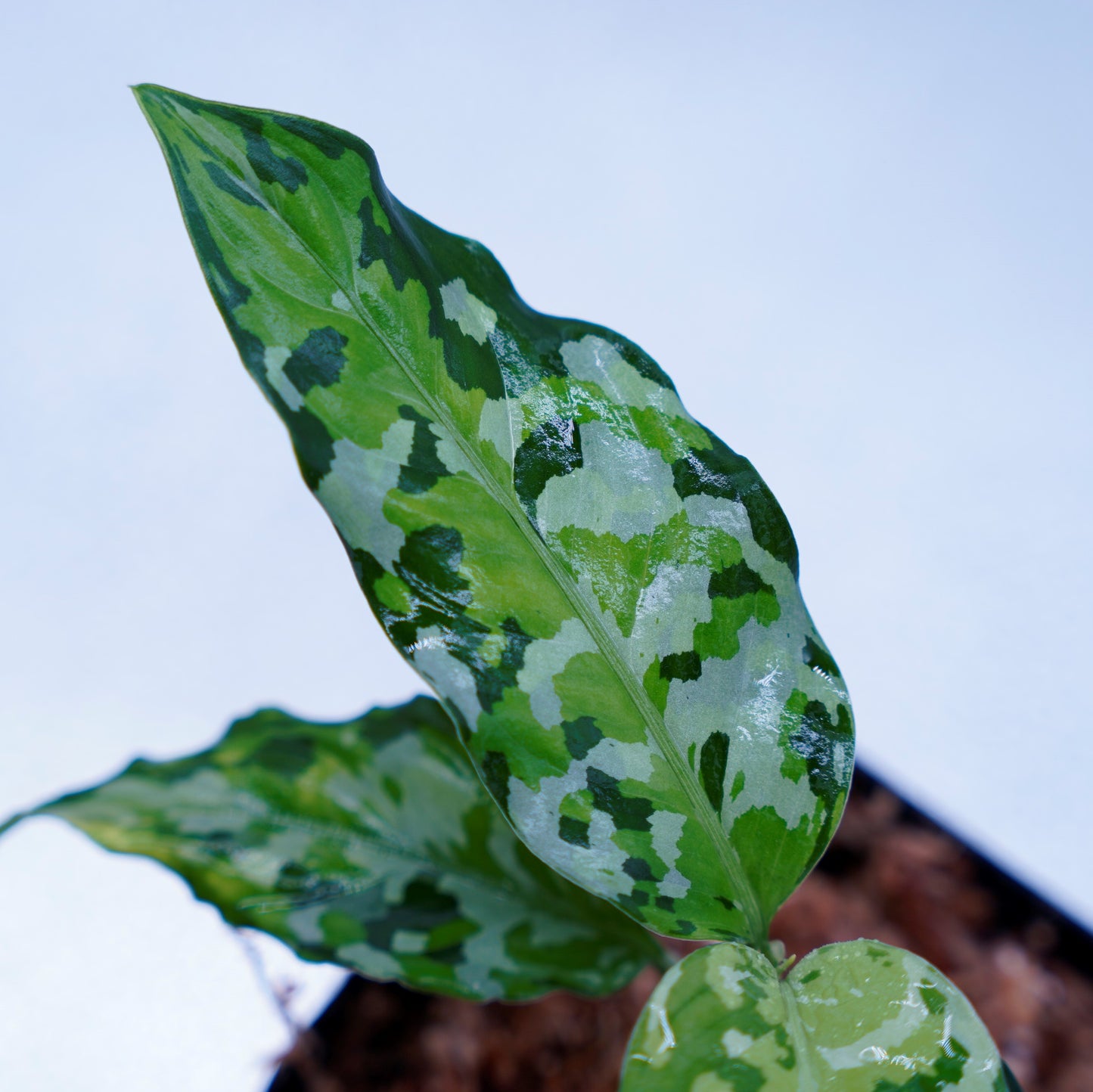 <出射便>Aglaonema Pictum Tricolor “Andaman” Port Blair