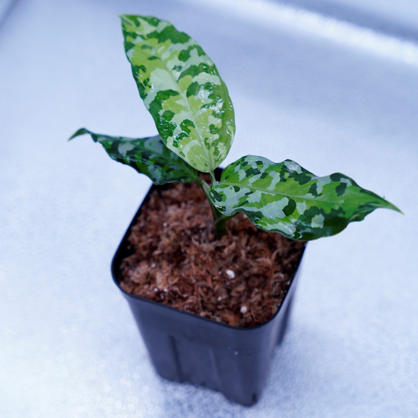 <出射便>Aglaonema Pictum Tricolor “Andaman” Port Blair