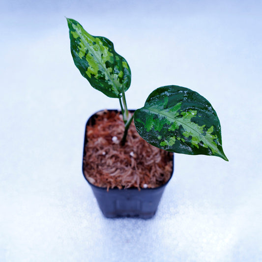 <AZ便>Aglaonema Pictum Multicolor【AZ0912-3】