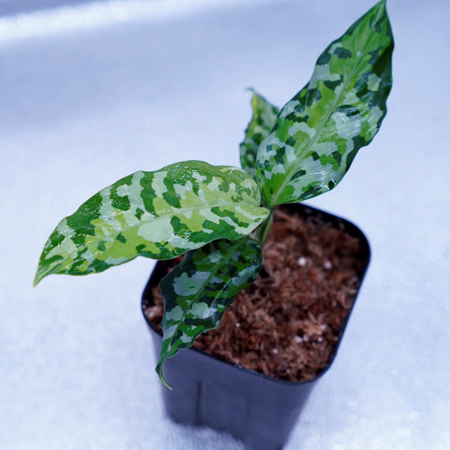 <出射便>Aglaonema Pictum Tricolor “Andaman” Port Blair
