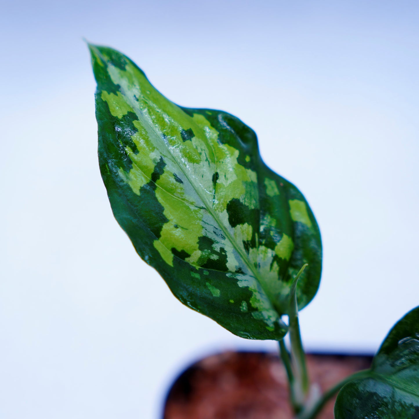 <AZ便>Aglaonema Pictum Multicolor【AZ0912-3】