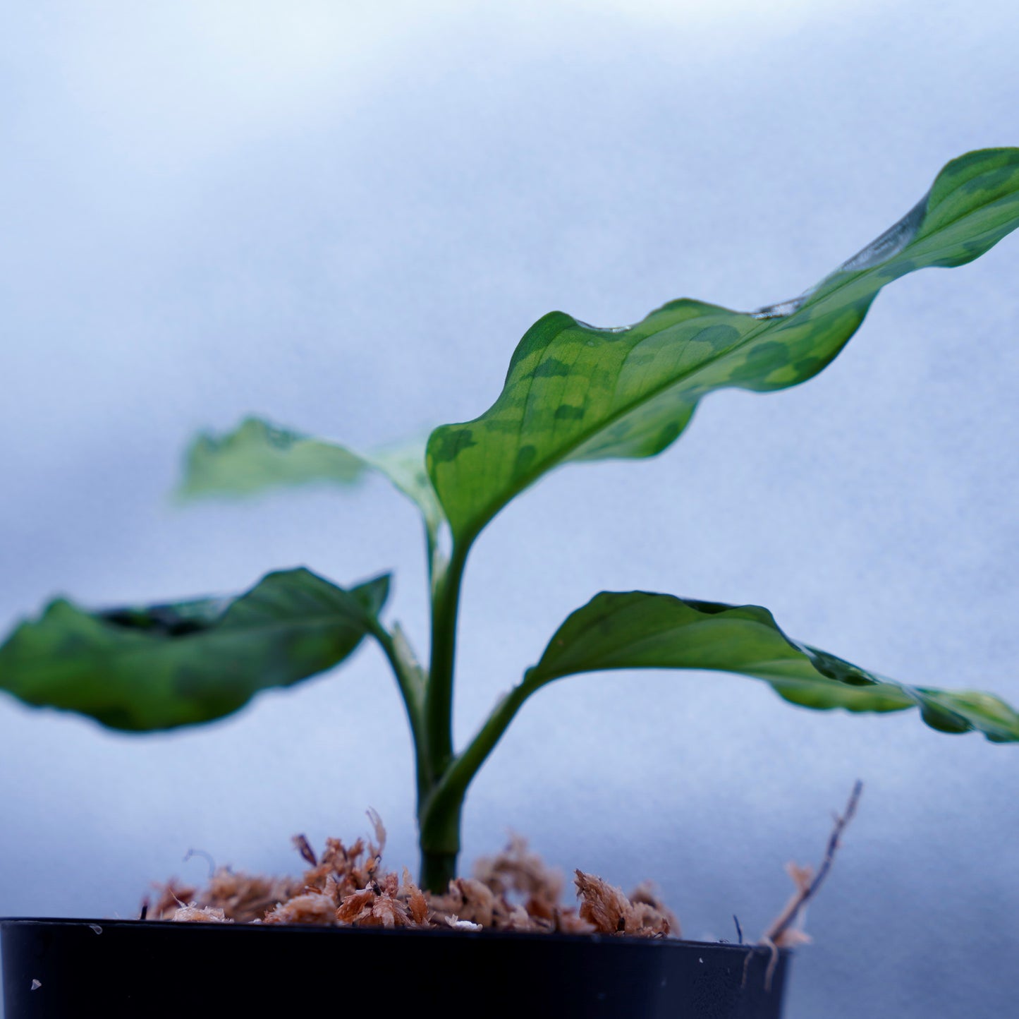 <出射便>Aglaonema Pictum Tricolor “Andaman” Port Blair
